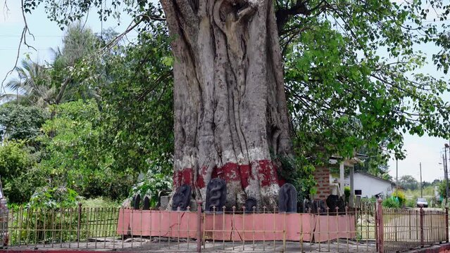 Sacred fig tree near temple in mudigere karnataka india.