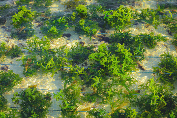 Selective focus of green seaweed on a seaweed farm in Bali © nonglak