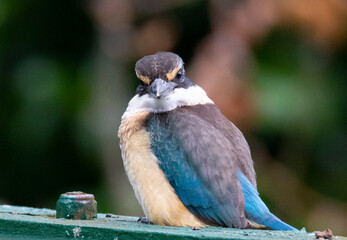 Sacred Kingfisher, Kotare, (Todiramphus sanctus) staring at camera, close up