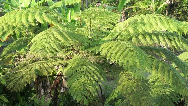 Cibotium barometz (polypodium barometz, barometz, golden chicken fern, woolly fern) In nature