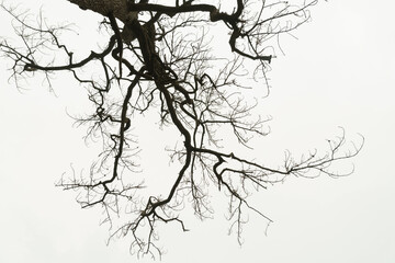 Fototapeta dead tree or Dry tree branches isolate on white background obraz