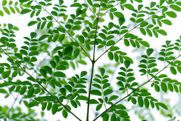 Moringa tree leaves on white background