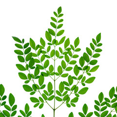 Moringa tree leaves on white background