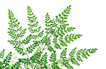 Moringa tree leaves on white background