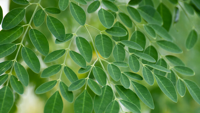 Fresh Green moringa tree leaves background