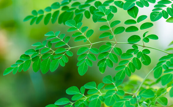 Fresh Green moringa tree leaves background
