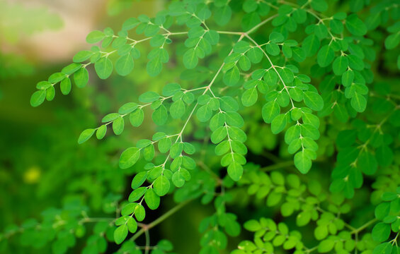 Fresh Green moringa tree leaves background