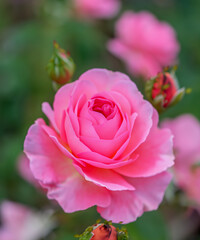 Rose flower on background blurry pink roses flower in the garden of roses. Nature.