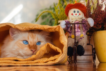 Autumnal decoration and a cute blue eyed cat hiding under a yellow blanket