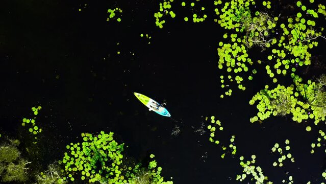 4K Aerial view of Caucasian man kayaking along mangrove forest in sunny day. People enjoy outdoor active lifestyle travel nature canoeing or row the boat on summer holiday vacation. Ecotourism concept