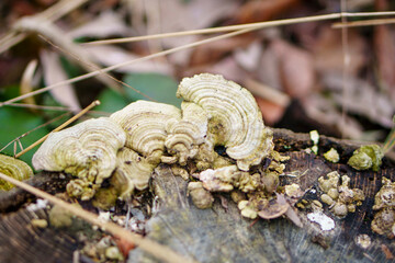 森の枯れ木に発生したアラゲニクハリタケ