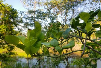 a photography of a tree with green leaves and a pond in the background.