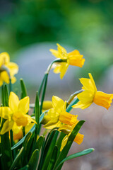 Obraz premium yellow narcissus in the garden