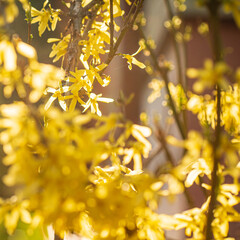 yellow forsythia in the garden