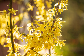 yellow forsythia in the garden