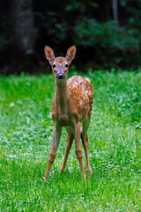 White-tailed deer (Odocoileus virginianus) fawn with spots standing in a hay field during late summer. Selective focus, background blur, foreground blur
