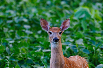 Naklejka na ściany i meble Close up of a white-tailed deer (Odocoileus virginianus) fawn with spots standing in a soybean field during late summer. Selective focus, background blur, foreground blur 