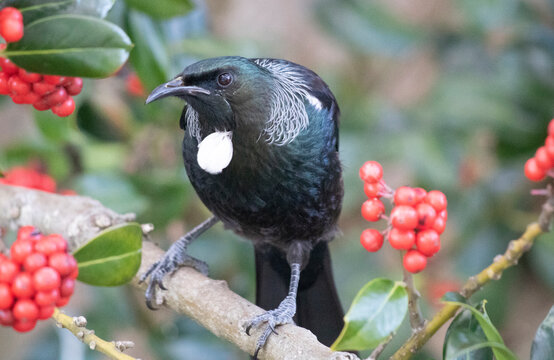 Tui (Prosthemadera novaeseelandiae), parson bird, perching in a holly tree with red berries