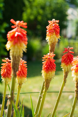 colorful Torch Lily as known as Kniphophia Uvaria particularly popular with insects because of its beautiful flowers