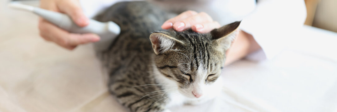 The veterinarian makes an ultrasound of a young cat - Powered by Adobe