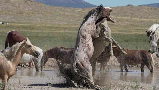 Wild horses fighting in the mud as one chases off the other.