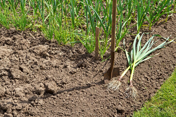 Vegan, vegetarian, Time to dig out the garlic. Vegan, vegetarian, vegetables. A worker digs garlic...