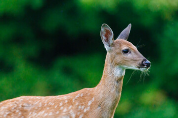 Close up of a white-tailed deer (Odocoileus virginianus) fawn with spots looking away during late summer. 
