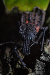 Weevil on a tree