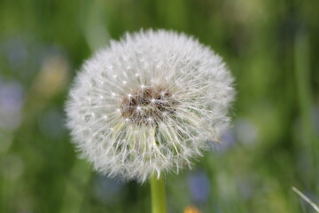 A Dandelion with Seeds