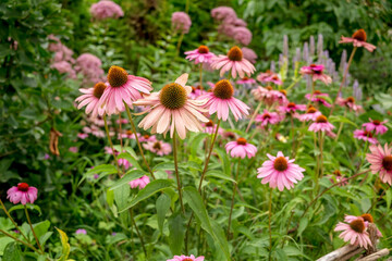 .Important Note.Echinacea purpurea is a perennial herbaceous plant of the genus Echinacea.