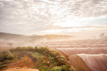Obraz premium Dawn on the outskirts of Da Lat