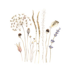 Watercolor still life flowers. Dried wildflowers, plants and grass, beautiful botanical illustration with isolated design elements for poster, wallpapers or card. - 641102469