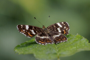 Butterfly White Admiral butterfly (Limenitis camilla) close-up photography, Poland