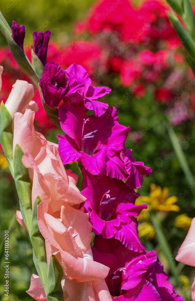 Poster Colorful gladioli blooming in the summer in the garden