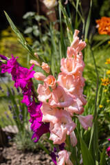 Colorful gladioli blooming in the summer in the garden