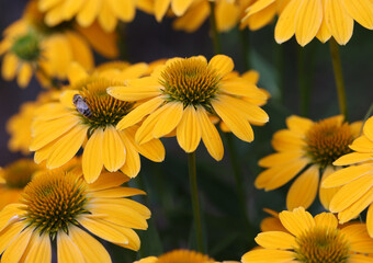 Flowers of  Echinacea - an herb stimulating the immune system