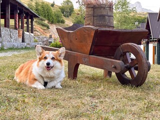 Red-white corgi resting near the old cart with flowers on the farm