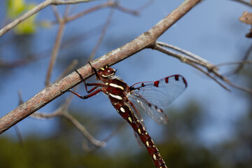 dragonfly on a branch