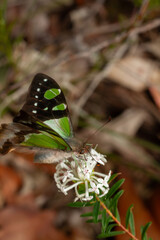 butterfly on a flower