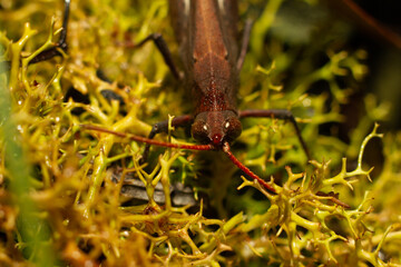 Grasshopper on yellow moss