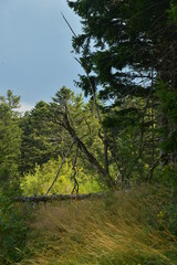 arbre &agrave; terre au Pilat