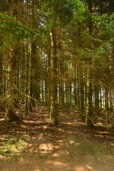 en bord de clairiére