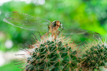 A dragonfly on a cactus