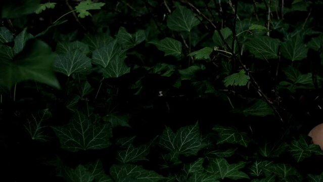 Dark scene of scary baby doll on the ground covered by growing ivy leaves in dark woods just before night.