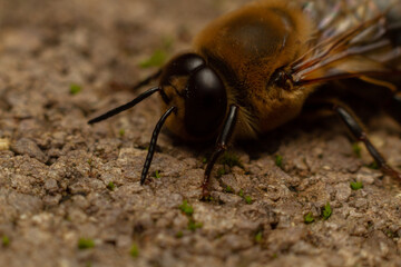 fly on the ground