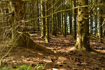 alignement d' arbres et ombres