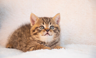 British kitten looks at the camera with a smile.Cute pet.