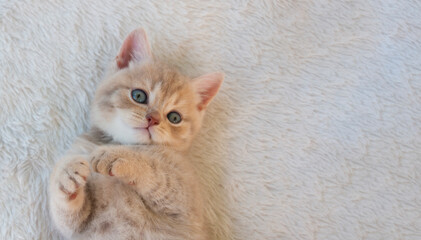 Red British kitten on a fur blanket lies smiling.