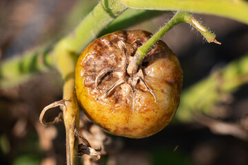 Late blight of tomatoes - an early vague source of tomato diseases. The entire crop died