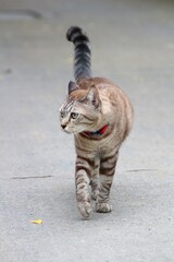 The brown tabby waked cautiously 